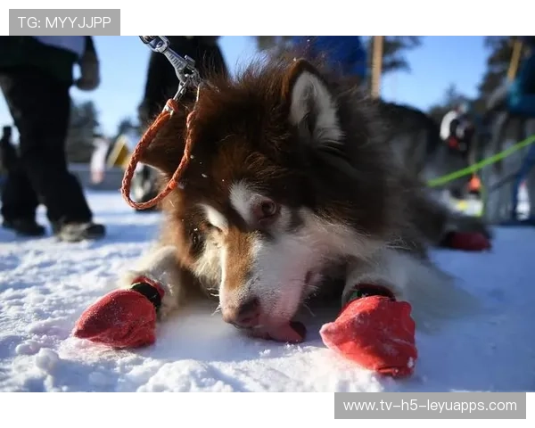 雪橇锦标：俄罗斯队稳居金牌榜，冲击纪录！，俄罗斯雪橇犬